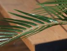 【その他のブランド/Other】のAreca Palm Pot / アレカヤシ ポット 70 参考イメージ|ID: prp329100004641785 ipo3291000000033475884
