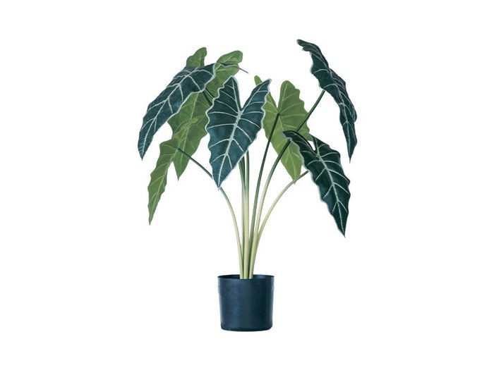 【その他のブランド/Other】のAlocasia Pot / アロカシア ポット 61 インテリア・キッズ・メンズ・レディースファッション・服の通販 founy(ファニー) https://founy.com/ おすすめ Recommended / Our Picks ホーム・キャンプ・アウトドア・お取り寄せ Home Living / Home & Lifestyle / Camping Gear / Outdoor Camping 家具・インテリア Home Furniture & Interior. Stylish & Functional Living Spaces その他 インテリア雑貨、家具 Home Decor & Furniture Extras |ID: prp329100004641786 ipo3291000000033475885