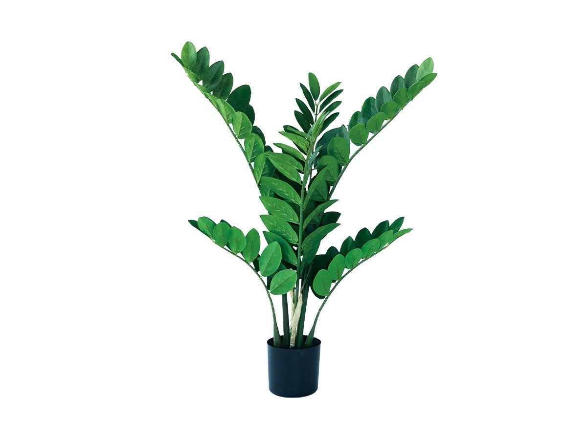 【その他のブランド/Other】のZamioculcas Pot / ザミオクルカス ポット 70 人気、トレンドファッション・服の通販 founy(ファニー) 　おすすめ　Recommended / Our Picks　ホーム・キャンプ・アウトドア・お取り寄せ　Home Living / Home & Lifestyle / Camping Gear / Outdoor Camping　家具・インテリア　Home Furniture & Interior. Stylish & Functional Living Spaces　その他 インテリア雑貨、家具　Home Decor & Furniture Extras　 other-1|ID: prp329100004641787 ipo3291000000033475887