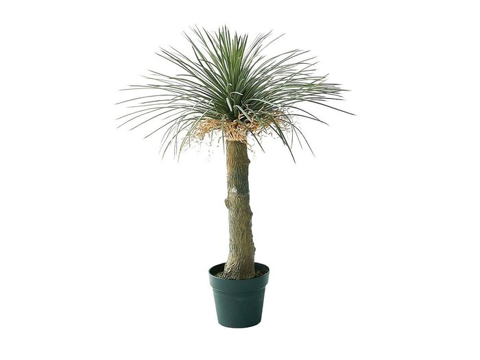 【その他のブランド/Other】のYucca Rostrata Pot / ユッカ ロストラータ ポット 94 インテリア・キッズ・メンズ・レディースファッション・服の通販 founy(ファニー) https://founy.com/ 送料無料 Free Shipping おすすめ Recommended / Our Picks ホーム・キャンプ・アウトドア・お取り寄せ Home Living / Home & Lifestyle / Camping Gear / Outdoor Camping 家具・インテリア Home Furniture & Interior. Stylish & Functional Living Spaces その他 インテリア雑貨、家具 Home Decor & Furniture Extras |ID: prp329100004641788 ipo3291000000033475890