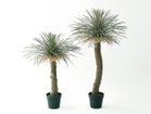 【その他のブランド/Other】のYucca Rostrata Pot / ユッカ ロストラータ ポット 94 サイズ展開がありますので、鉢や設置場所、空間に合わせてお選びいただけます。左:本商品|ID: prp329100004641788 ipo3291000000033475893