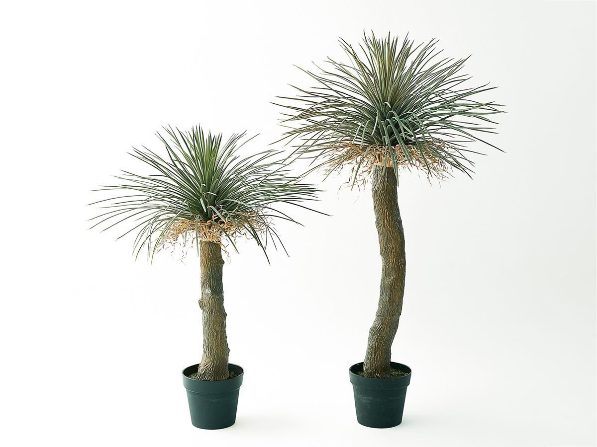 【その他のブランド/Other】のYucca Rostrata Pot / ユッカ ロストラータ ポット 94 インテリア・キッズ・メンズ・レディースファッション・服の通販 founy(ファニー) 　送料無料　Free Shipping　おすすめ　Recommended / Our Picks　ホーム・キャンプ・アウトドア・お取り寄せ　Home Living / Home & Lifestyle / Camping Gear / Outdoor Camping　家具・インテリア　Home Furniture & Interior. Stylish & Functional Living Spaces　その他 インテリア雑貨、家具　Home Decor & Furniture Extras　サイズ展開がありますので、鉢や設置場所、空間に合わせてお選びいただけます。左:本商品|ID: prp329100004641788 ipo3291000000033475893