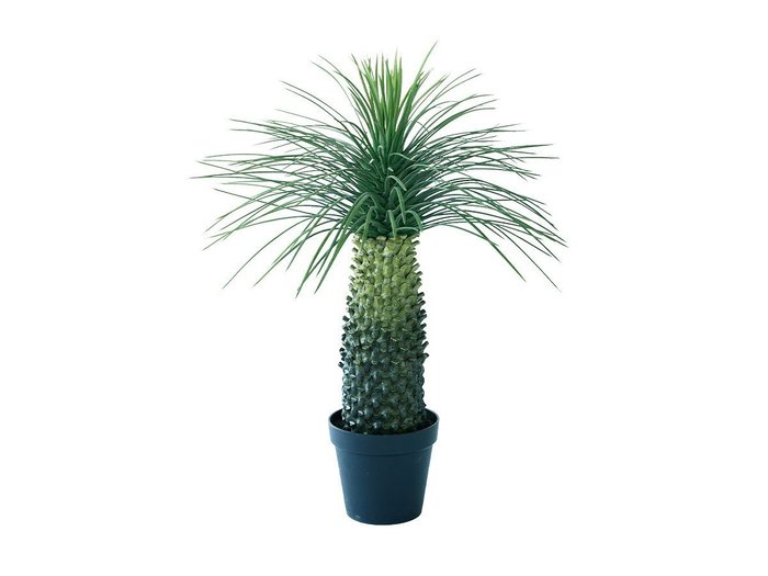 【その他のブランド/Other】のYucca Rostrata Pot / ユッカ ロストラータ ポット 91 インテリア・キッズ・メンズ・レディースファッション・服の通販 founy(ファニー) https://founy.com/ 送料無料 Free Shipping おすすめ Recommended / Our Picks ホーム・キャンプ・アウトドア・お取り寄せ Home Living / Home & Lifestyle / Camping Gear / Outdoor Camping 家具・インテリア Home Furniture & Interior. Stylish & Functional Living Spaces その他 インテリア雑貨、家具 Home Decor & Furniture Extras |ID: prp329100004641789 ipo3291000000033475894