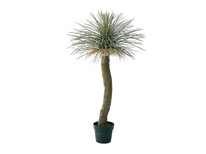 【その他のブランド/Other】のYucca Rostrata Pot / ユッカ ロストラータ ポット 120 インテリア・キッズ・メンズ・レディースファッション・服の通販 founy(ファニー) https://founy.com/ 送料無料 Free Shipping おすすめ Recommended / Our Picks ホーム・キャンプ・アウトドア・お取り寄せ Home Living / Home & Lifestyle / Camping Gear / Outdoor Camping 家具・インテリア Home Furniture & Interior. Stylish & Functional Living Spaces その他 インテリア雑貨、家具 Home Decor & Furniture Extras |ID: prp329100004641790 ipo3291000000033475896