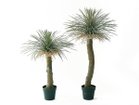 【その他のブランド/Other】のYucca Rostrata Pot / ユッカ ロストラータ ポット 120 サイズ展開がありますので、鉢や設置場所、空間に合わせてお選びいただけます。左:高さ9|ID: prp329100004641790 ipo3291000000033475899