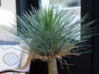 【その他のブランド/Other】のYucca Rostrata Pot / ユッカ ロストラータ ポット 120 参考イメージ|ID: prp329100004641790 ipo3291000000033475902