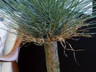【その他のブランド/Other】のYucca Rostrata Pot / ユッカ ロストラータ ポット 120 参考イメージ|ID: prp329100004641790 ipo3291000000033475904