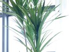 【その他のブランド/Other】のYucca Pot / ユッカ ポット 160 参考イメージ|ID: prp329100004641793 ipo3291000000033475919