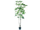 【その他のブランド/Other】のTupidanthus Pot / ツピタンサス ポット 210 -|ID: prp329100004641795 ipo3291000000033475928