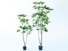 【その他のブランド/Other】のTupidanthus Pot / ツピタンサス ポット 150 サイズ展開がありますので、鉢や設置場所、空間に合わせてお選びいただけます。左:本商品|ID: prp329100004641796 ipo3291000000033475932