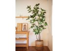 【その他のブランド/Other】のTupidanthus Pot / ツピタンサス ポット 150 参考イメージ|ID: prp329100004641796 ipo3291000000033475933