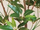 【その他のブランド/Other】のTupidanthus Pot / ツピタンサス ポット 150 参考イメージ|ID: prp329100004641796 ipo3291000000033475934