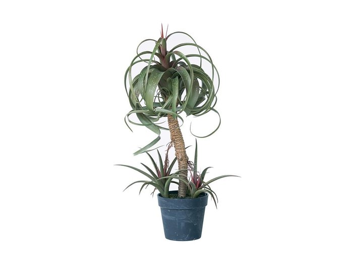 【その他のブランド/Other】のTillandsia Mix Pot / チランジア ミックス ポット 81 インテリア・キッズ・メンズ・レディースファッション・服の通販 founy(ファニー) https://founy.com/ 送料無料 Free Shipping おすすめ Recommended / Our Picks ミックス Mix, Mixed Style ホーム・キャンプ・アウトドア・お取り寄せ Home Living / Home & Lifestyle / Camping Gear / Outdoor Camping 家具・インテリア Home Furniture & Interior. Stylish & Functional Living Spaces その他 インテリア雑貨、家具 Home Decor & Furniture Extras |ID: prp329100004641797 ipo3291000000033475936