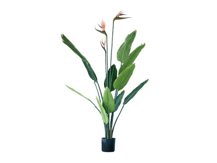 【その他のブランド/Other】のStrelitzia Pot / ストレリチア ポット 126 インテリア・キッズ・メンズ・レディースファッション・服の通販 founy(ファニー) https://founy.com/ 送料無料 Free Shipping おすすめ Recommended / Our Picks ホーム・キャンプ・アウトドア・お取り寄せ Home Living / Home & Lifestyle / Camping Gear / Outdoor Camping 家具・インテリア Home Furniture & Interior. Stylish & Functional Living Spaces その他 インテリア雑貨、家具 Home Decor & Furniture Extras |ID: prp329100004641798 ipo3291000000033475940