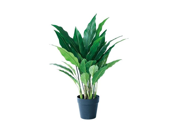 【その他のブランド/Other】のSpathiphyllum Pot / スパティフィラム ポット 60 インテリア・キッズ・メンズ・レディースファッション・服の通販 founy(ファニー) https://founy.com/ おすすめ Recommended / Our Picks ホーム・キャンプ・アウトドア・お取り寄せ Home Living / Home & Lifestyle / Camping Gear / Outdoor Camping 家具・インテリア Home Furniture & Interior. Stylish & Functional Living Spaces その他 インテリア雑貨、家具 Home Decor & Furniture Extras |ID: prp329100004641799 ipo3291000000033475943