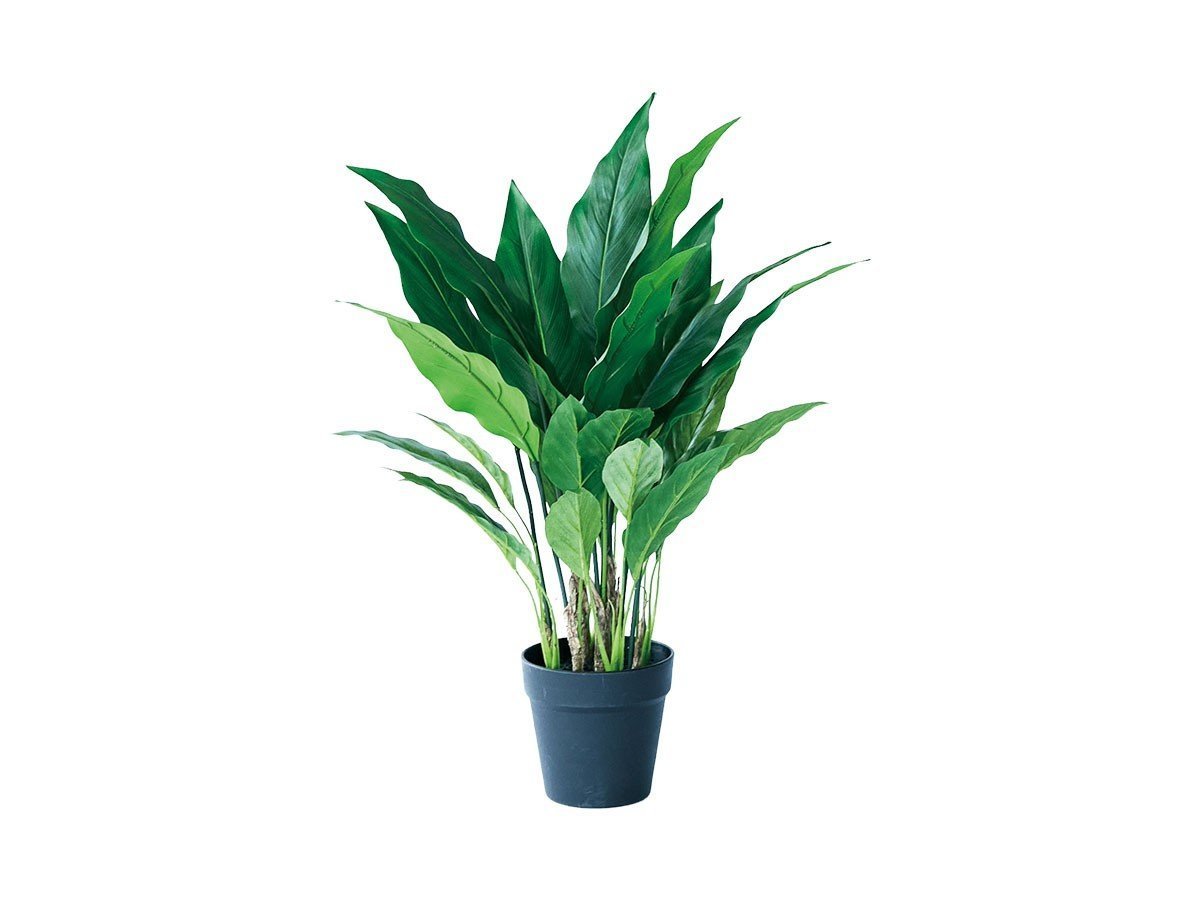 【その他のブランド/Other】のSpathiphyllum Pot / スパティフィラム ポット 60 人気、トレンドファッション・服の通販 founy(ファニー) 　おすすめ　Recommended / Our Picks　ホーム・キャンプ・アウトドア・お取り寄せ　Home Living / Home & Lifestyle / Camping Gear / Outdoor Camping　家具・インテリア　Home Furniture & Interior. Stylish & Functional Living Spaces　その他 インテリア雑貨、家具　Home Decor & Furniture Extras　 other-1|ID: prp329100004641799 ipo3291000000033475943