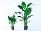 【その他のブランド/Other】のSpathiphyllum Pot / スパティフィラム ポット 60 サイズ展開がありますので、鉢や設置場所、空間に合わせてお選びいただけます。左:本商品|ID: prp329100004641799 ipo3291000000033475945