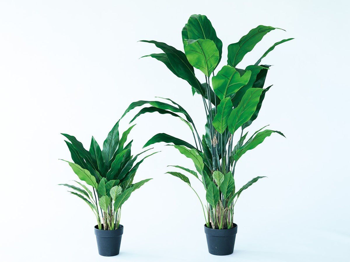 【その他のブランド/Other】のSpathiphyllum Pot / スパティフィラム ポット 60 インテリア・キッズ・メンズ・レディースファッション・服の通販 founy(ファニー) 　おすすめ　Recommended / Our Picks　ホーム・キャンプ・アウトドア・お取り寄せ　Home Living / Home & Lifestyle / Camping Gear / Outdoor Camping　家具・インテリア　Home Furniture & Interior. Stylish & Functional Living Spaces　その他 インテリア雑貨、家具　Home Decor & Furniture Extras　サイズ展開がありますので、鉢や設置場所、空間に合わせてお選びいただけます。左:本商品|ID: prp329100004641799 ipo3291000000033475945