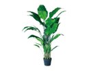 【その他のブランド/Other】のSpathiphyllum Pot / スパティフィラム ポット 120 -|ID: prp329100004641800 ipo3291000000033475947