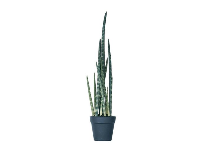 【その他のブランド/Other】のSansevieria Pot / サンセベリア ポット 68 インテリア・キッズ・メンズ・レディースファッション・服の通販 founy(ファニー) https://founy.com/ おすすめ Recommended / Our Picks ホーム・キャンプ・アウトドア・お取り寄せ Home Living / Home & Lifestyle / Camping Gear / Outdoor Camping 家具・インテリア Home Furniture & Interior. Stylish & Functional Living Spaces その他 インテリア雑貨、家具 Home Decor & Furniture Extras |ID: prp329100004641803 ipo3291000000033475963