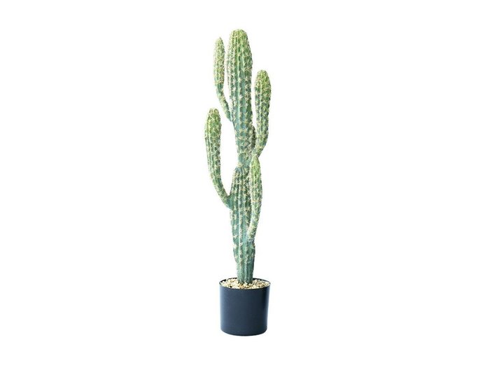 【その他のブランド/Other】のColumn Cactus Pot / 柱サボテン ポット 71 インテリア・キッズ・メンズ・レディースファッション・服の通販 founy(ファニー) https://founy.com/ おすすめ Recommended / Our Picks ホーム・キャンプ・アウトドア・お取り寄せ Home Living / Home & Lifestyle / Camping Gear / Outdoor Camping 家具・インテリア Home Furniture & Interior. Stylish & Functional Living Spaces その他 インテリア雑貨、家具 Home Decor & Furniture Extras |ID: prp329100004641809 ipo3291000000033475989