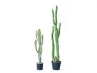 【その他のブランド/Other】のColumn Cactus Pot / 柱サボテン ポット 71 左:本商品、右:柱サボテン ポット 118|ID: prp329100004641809 ipo3291000000033475991
