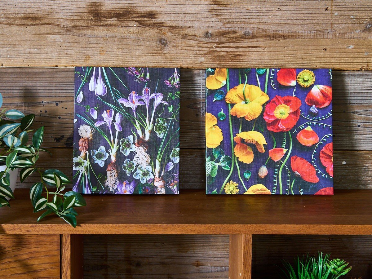 【その他のブランド/Other】のBotanic Poppy / ボタニック ポピー スクエア インテリア・キッズ・メンズ・レディースファッション・服の通販 founy(ファニー) 送料無料 Free Shipping オレンジ Orange スクエア Square, Square Shape 軽量 Lightweight, Ultra Light 左:「ボタニック クロッカス レクタングルM」、右:本商品(サイズM)|ID: prp329100004870767 ipo3291000000036305652