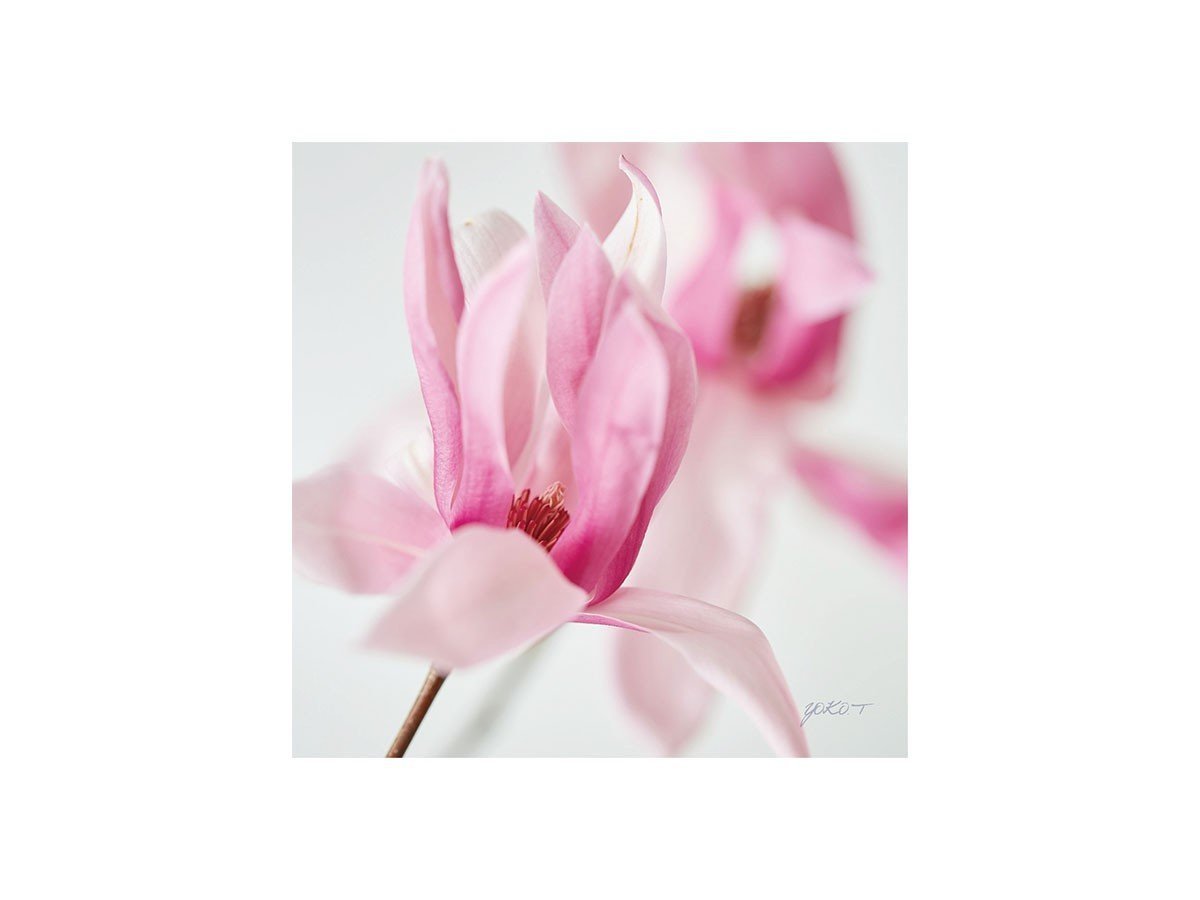 【その他のブランド/Other】のPastel Bloom Magnolia / パステルブルーム マグノリア インテリア・キッズ・メンズ・レディースファッション・服の通販 founy(ファニー) 送料無料 Free Shipping 軽量 Lightweight, Ultra Light -|ID: prp329100004870846 ipo3291000000036306239