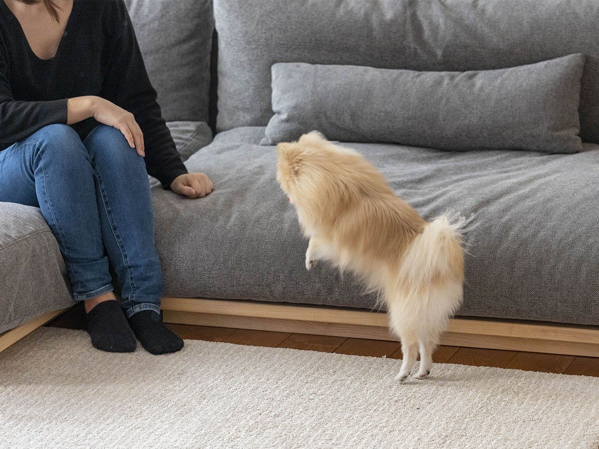 【フミ/Fumi / GOODS】の幸せになるソファ / 幸せになるソファ ロング(コーデュロイ) インテリア・キッズ・メンズ・レディースファッション・服の通販 founy(ファニー) クッション Cushion, Throw Pillow コーデュロイ Corduroy, Cord Fabric スマート Smart, Elegant タオル Towel, Bath Towel テーブル Table, Dining Table フェザー Feather, Feather Detail ロング Long, Long-Length 冬 Winter / This Winter おすすめ Recommended / Our Picks 夏 Summer ホーム・キャンプ・アウトドア・お取り寄せ Home Living / Home & Lifestyle / Camping Gear / Outdoor Camping 家具・インテリア Home Furniture & Interior. Stylish & Functional Living Spaces その他 インテリア雑貨、家具 Home Decor & Furniture Extras 「ロータイプ脚部」参考イメージ|ID: prp329100004912200 ipo3291000000036811005