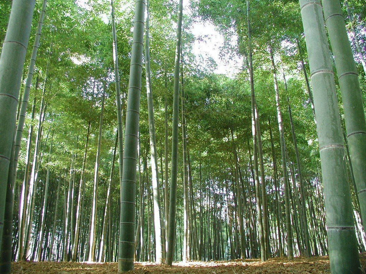 【テオリ/TEORI / GOODS】のF CUPBOARD HIGH / エフ カップボード ハイ インテリア・キッズ・メンズ・レディースファッション・服の通販 founy(ファニー) 　フラット　Flat, Flat Shoes　ホーム・キャンプ・アウトドア・お取り寄せ　Home Living / Home & Lifestyle / Camping Gear / Outdoor Camping　キッチン・ダイニング　Kitchen & Dining Essentials. Stylish & Functional Tableware　キッチン収納　Kitchen Storage　キッチン収納・食器棚・レンジ台　Kitchen Cabinet　ホーム・キャンプ・アウトドア・お取り寄せ　Home Living / Home & Lifestyle / Camping Gear / Outdoor Camping　キッチン・ダイニング　Kitchen & Dining Essentials. Stylish & Functional Tableware　キッチン家電・キッチン用品　Kitchen Appliances & Tools　マグカップ・カップ&ソーサー・陶器食器　Mugs / Cups and Saucers / Ceramic Drinkware　参考イメージ|ID: prp329100004928084 ipo3291000000036979732