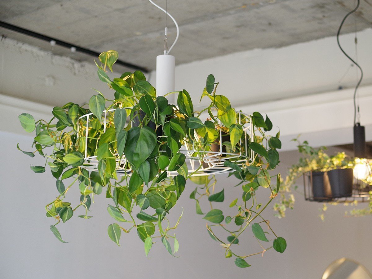 【フライミー ファクトリー/FLYMEe Factory / GOODS】のGreen Pendant Light / グリーン ペンダントライト #121948 人気、トレンドファッション・服の通販 founy(ファニー) 　送料無料　Free Shipping　テーブル　Table, Dining Table　バスケット　Basket, Basket Bag　ワイヤー　Wire, Wired Bra　ホーム・キャンプ・アウトドア・お取り寄せ　Home Living / Home & Lifestyle / Camping Gear / Outdoor Camping　家具・インテリア　Home Furniture & Interior. Stylish & Functional Living Spaces　ライト・照明　Lamps & Lighting Fixtures　ペンダントライト・吊り下げ照明　Pendant Light / Hanging Light Fixture　 other-1|ID: prp329100004928602 ipo3291000000036984573