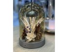 【トゥビセン/Tubicen / GOODS】のAMBER / アンバー ガラス製のドームは取り外しが可能。内部にドライフラワーや小物を入れて、オリジナルのアレンジをお楽しみ|ID: prp329100004929532 ipo3291000000036994699