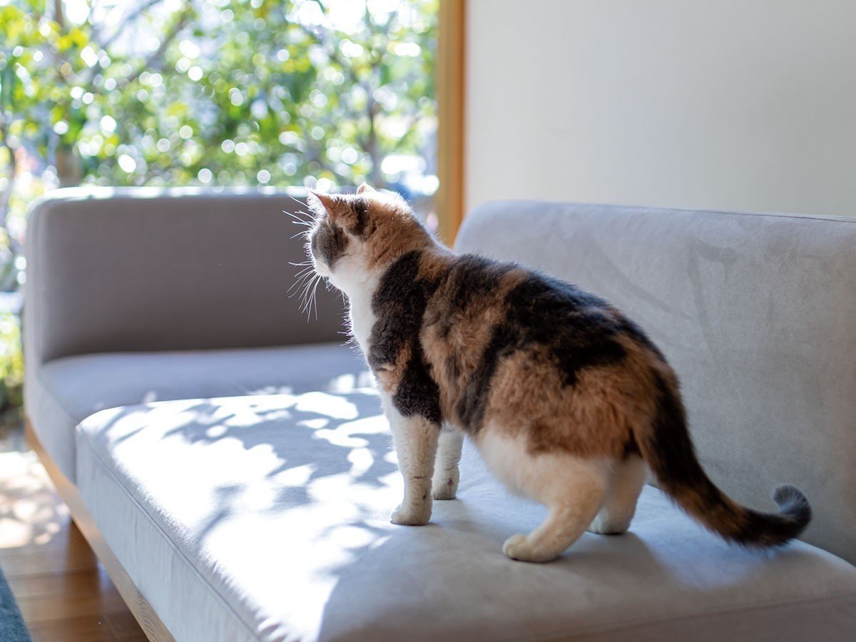 【フミ/Fumi / GOODS】のクッションでくつろぐソファ +pet / クッションでくつろぐソファ セミワイド + ロング(ペット対応生地) インテリア・キッズ・メンズ・レディースファッション・服の通販 founy(ファニー) 　クッション　Cushion, Throw Pillow　シンプル　Simple, Minimal　スマート　Smart, Elegant　ロング　Long, Long-Length　ワイド　Wide, Wide Fit　ワーク　Workwear, Utility Style　ホーム・キャンプ・アウトドア・お取り寄せ　Home Living / Home & Lifestyle / Camping Gear / Outdoor Camping　家具・インテリア　Home Furniture & Interior. Stylish & Functional Living Spaces　その他 インテリア雑貨、家具　Home Decor & Furniture Extras　ペット対応生地参考イメージ|ID: prp329100004929975 ipo3291000000036999490