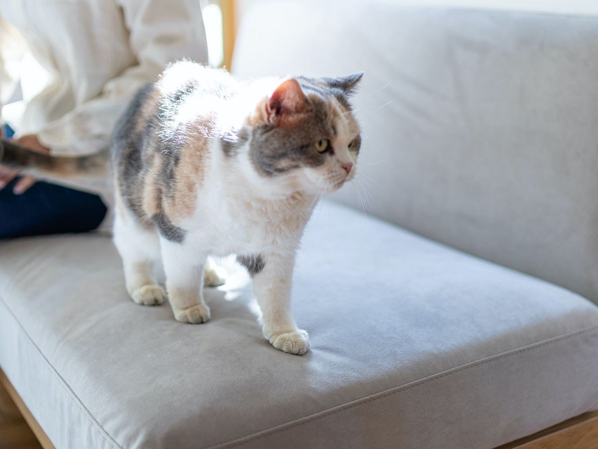 【フミ/Fumi / GOODS】のクッションでくつろぐソファ +pet / クッションでくつろぐソファ セミワイド + ロング(ペット対応生地) インテリア・キッズ・メンズ・レディースファッション・服の通販 founy(ファニー) 　クッション　Cushion, Throw Pillow　シンプル　Simple, Minimal　スマート　Smart, Elegant　ロング　Long, Long-Length　ワイド　Wide, Wide Fit　ワーク　Workwear, Utility Style　ホーム・キャンプ・アウトドア・お取り寄せ　Home Living / Home & Lifestyle / Camping Gear / Outdoor Camping　家具・インテリア　Home Furniture & Interior. Stylish & Functional Living Spaces　その他 インテリア雑貨、家具　Home Decor & Furniture Extras　ペット対応生地参考イメージ|ID: prp329100004929975 ipo3291000000036999492