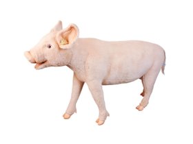 【ハンサ/HANSA / GOODS】のPIG STOOL / ブタ スツール 人気、トレンドファッション・服の通販 founy(ファニー) 送料無料 Free Shipping ハンド Hand, Handmade リアル Real, Realistic ホーム・キャンプ・アウトドア・お取り寄せ Home Living / Home & Lifestyle / Camping Gear / Outdoor Camping 家具・インテリア Home Furniture & Interior. Stylish & Functional Living Spaces チェア・椅子 Seating & Chairs スツール・バースツール Stools & Bar Stools |ID:prp329100004943029