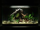 【ビオリウム/Biorium / GOODS】のBiorium Smart Aquarium / ビオリウム スマートアクアリウム |ID: prp329100004943916 ipo3291000000037108097