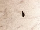 【心石工芸/KOKOROISHI / GOODS】のNOS / ノース スクエア S 裏面|ID: prp329100004945619 ipo3291000000037120012