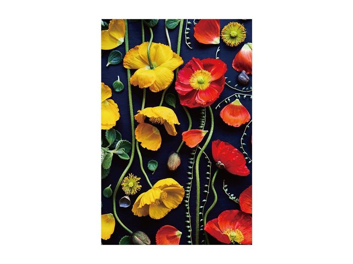 【その他のブランド/Other】のBotanic Poppy / ボタニック ポピー レクタングルLL インテリア・キッズ・メンズ・レディースファッション・服の通販 founy(ファウニー) https://founy.com/ 送料無料 Free Shipping オレンジ Orange 軽量 Lightweight, Ultra Light |ID: prp329100004945634 ipo3291000000037120098