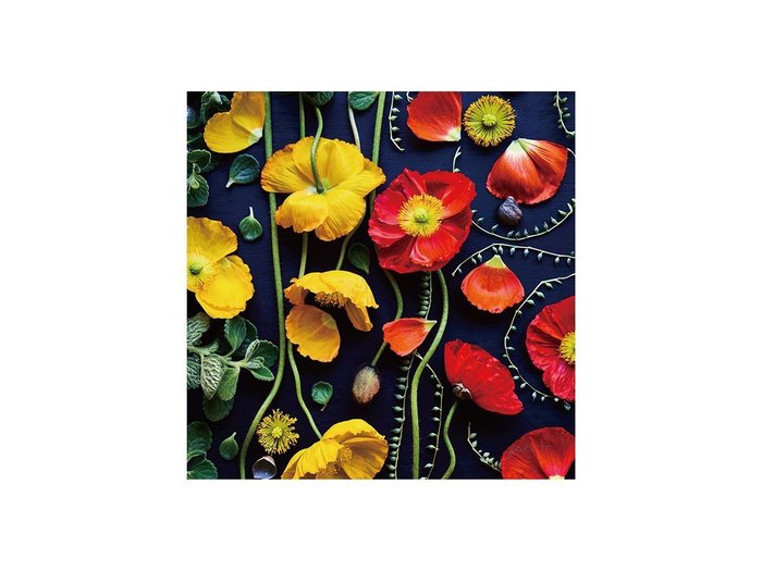 【その他のブランド/Other】のBotanic Poppy / ボタニック ポピー スクエア インテリア・キッズ・メンズ・レディースファッション・服の通販 founy(ファウニー) https://founy.com/ 送料無料 Free Shipping オレンジ Orange スクエア Square, Square Shape 軽量 Lightweight, Ultra Light |ID: prp329100004945637 ipo3291000000037120119