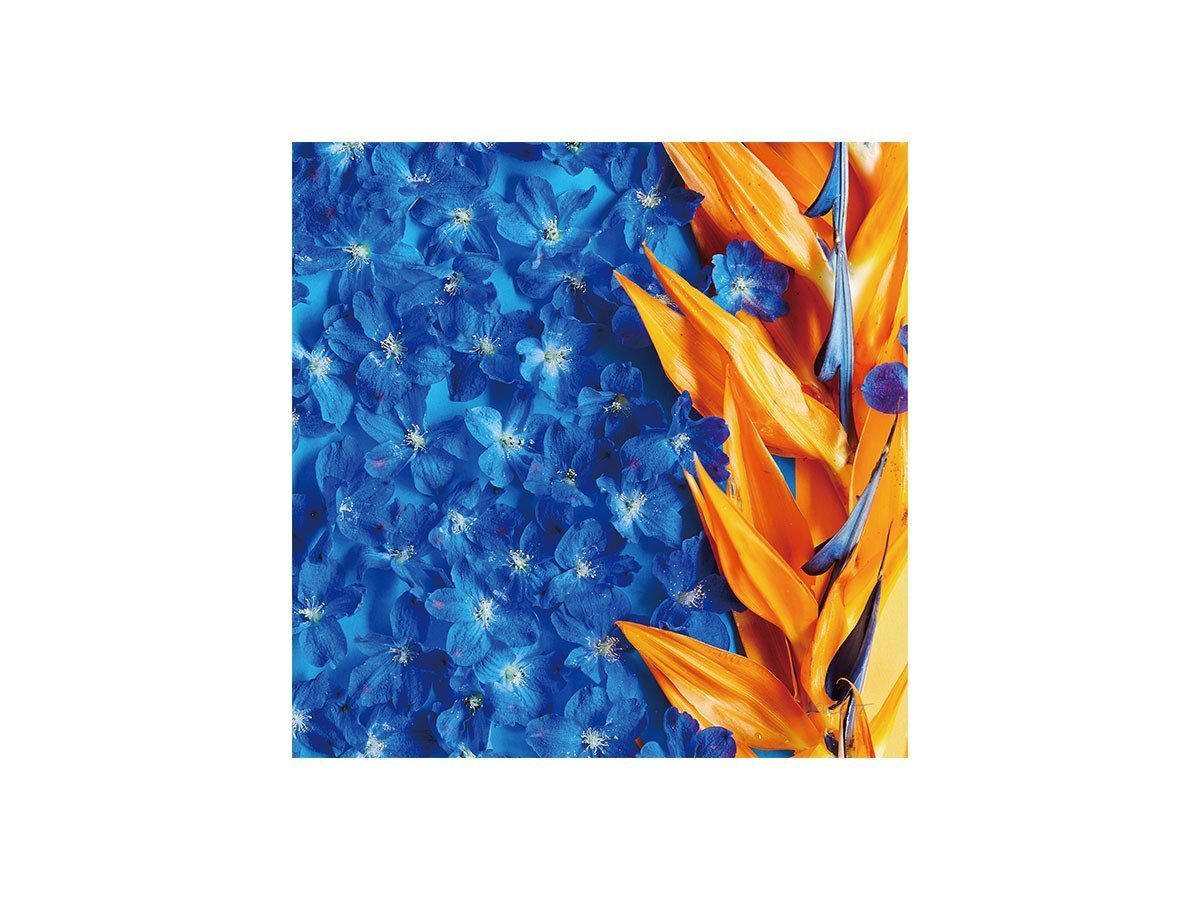 【その他のブランド/Other】のGeometric Bicolor Strelizia / ジオメトリック ストレリチア スクエア 人気、トレンドファッション・服の通販 founy(ファニー) 　送料無料　Free Shipping　オレンジ　Orange　スクエア　Square, Square Shape　軽量　Lightweight, Ultra Light　 other-1|ID: prp329100004945652 ipo3291000000037120200