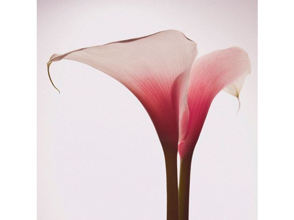 【アイグレボゥ/IGREBOW / GOODS】のカラー / カラー 1 × 1[ CF-66-2 ] インテリア・キッズ・メンズ・レディースファッション・服の通販 founy(ファニー) 　送料無料　Free Shipping　フラット　Flat, Flat Shoes　プリント　Print, Printed Pattern　モダン　Modern, Contemporary　ランダム　Random, Irregular　カラー|ID: prp329100004945697 ipo3291000000037120428