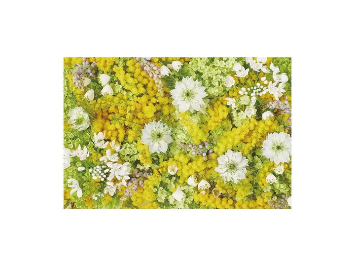 【その他のブランド/Other】のPastel Bloom Mimosa Yellow / パステルブルーム ミモザ レクタングルLL インテリア・キッズ・メンズ・レディースファッション・服の通販 founy(ファウニー) https://founy.com/ 送料無料 Free Shipping 春 Spring 軽量 Lightweight, Ultra Light |ID: prp329100004945712 ipo3291000000037120520