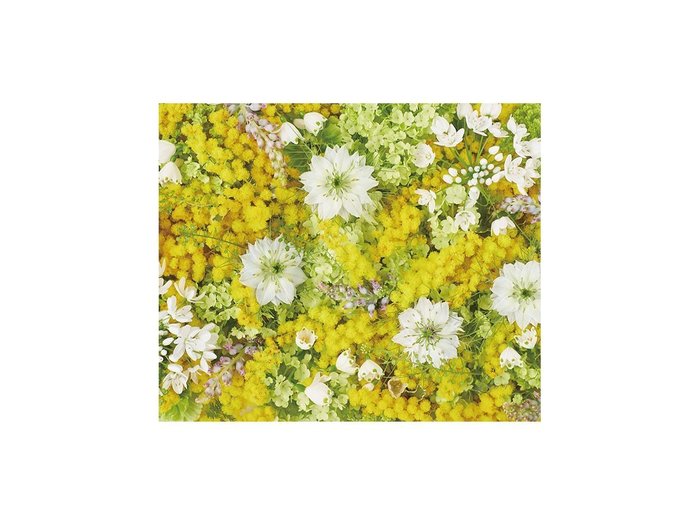 【その他のブランド/Other】のPastel Bloom Mimosa Yellow / パステルブルーム ミモザ レクタングルM インテリア・キッズ・メンズ・レディースファッション・服の通販 founy(ファウニー) https://founy.com/ 送料無料 Free Shipping 春 Spring 軽量 Lightweight, Ultra Light |ID: prp329100004945714 ipo3291000000037120534