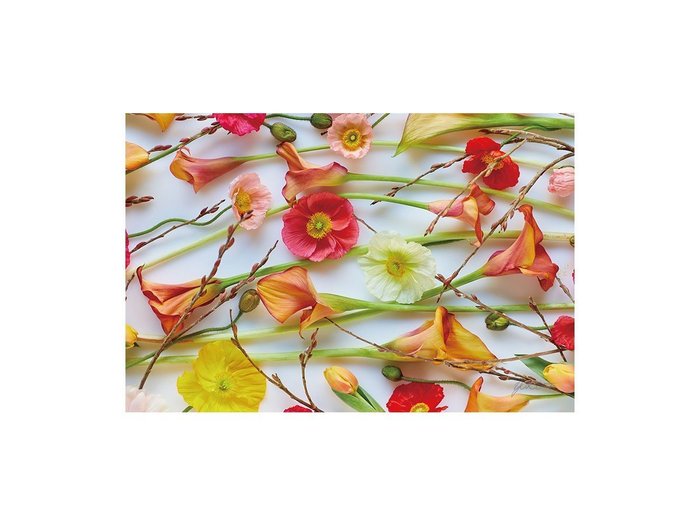 【その他のブランド/Other】のPastel Bloom Poppy&Calla / パステルブルーム ポピー&カラー レクタングルLL インテリア・キッズ・メンズ・レディースファッション・服の通販 founy(ファウニー) https://founy.com/ 送料無料 Free Shipping 軽量 Lightweight, Ultra Light |ID: prp329100004945716 ipo3291000000037120549