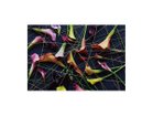 【その他のブランド/Other】のGeometric Scrumble Calla / ジオメトリック スクランブルカラー レクタングルLL -|ID: prp329100004945739 ipo3291000000037120708