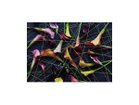 【その他のブランド/Other】のGeometric Scrumble Calla / ジオメトリック スクランブルカラー レクタングルL -|ID: prp329100004945740 ipo3291000000037120715