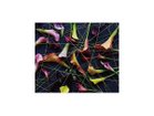 【その他のブランド/Other】のGeometric Scrumble Calla / ジオメトリック スクランブルカラー レクタングルM -|ID: prp329100004945741 ipo3291000000037120722