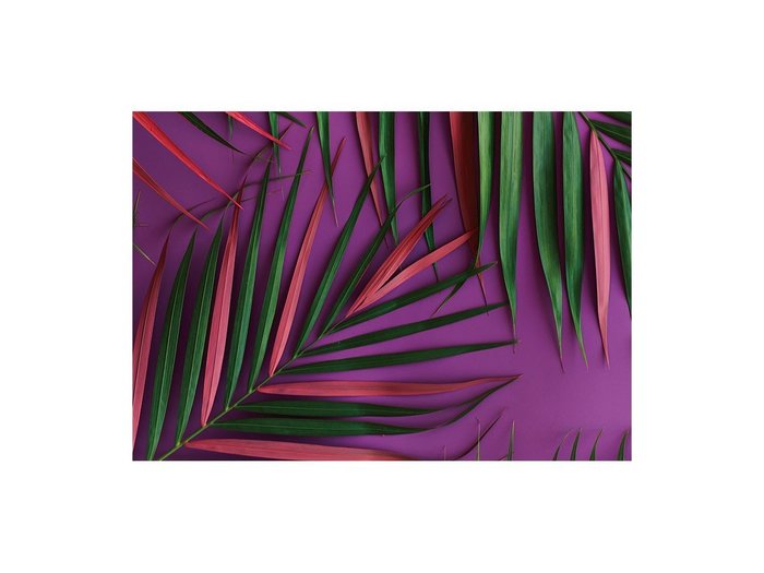 【その他のブランド/Other】のBotanic Palm Pink / ボタニック ピンクパーム レクタングルXL インテリア・キッズ・メンズ・レディースファッション・服の通販 founy(ファウニー) https://founy.com/ 送料無料 Free Shipping 軽量 Lightweight, Ultra Light |ID: prp329100004945754 ipo3291000000037120811