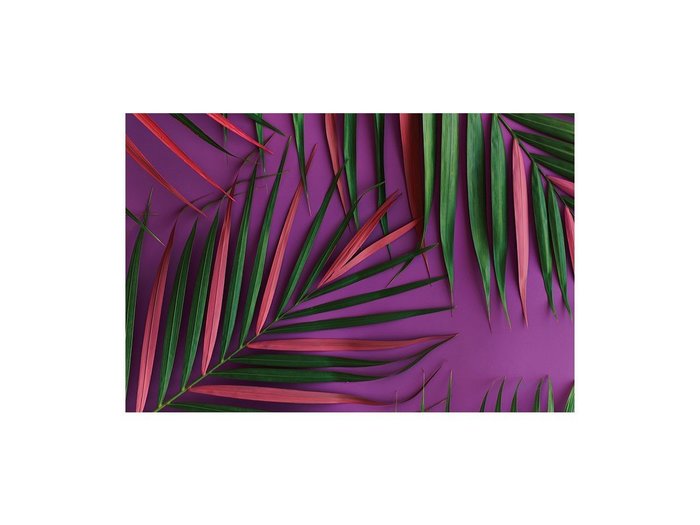 【その他のブランド/Other】のBotanic Palm Pink / ボタニック ピンクパーム レクタングルLL インテリア・キッズ・メンズ・レディースファッション・服の通販 founy(ファウニー) https://founy.com/ 送料無料 Free Shipping 軽量 Lightweight, Ultra Light |ID: prp329100004945755 ipo3291000000037120818