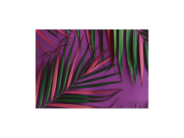 【その他のブランド/Other】のBotanic Palm Pink / ボタニック ピンクパーム レクタングルL インテリア・キッズ・メンズ・レディースファッション・服の通販 founy(ファウニー) https://founy.com/ 送料無料 Free Shipping 軽量 Lightweight, Ultra Light |ID: prp329100004945756 ipo3291000000037120824